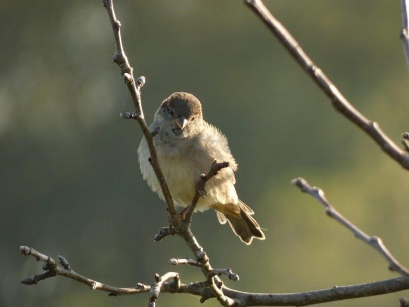 ge dehumidifier manual