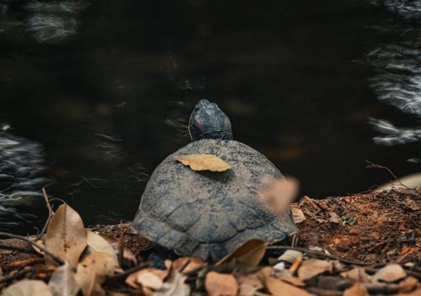 free kawasaki mule repair manuals pdf free download