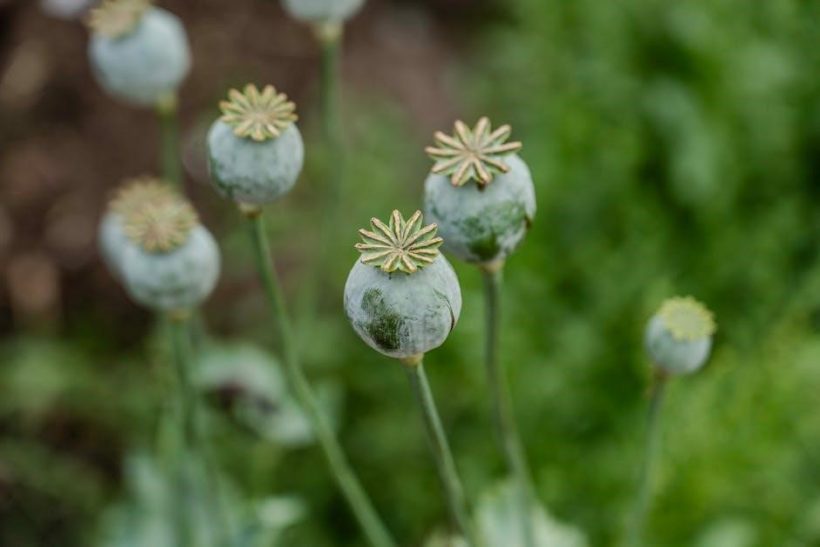 pyne pod instructions