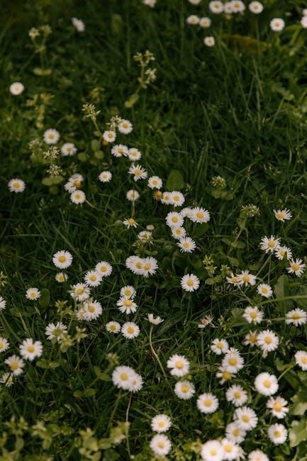 rice cooker hamilton beach instructions
